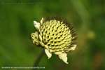 Albino Porcupine