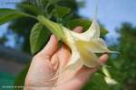 Angels Trumpets