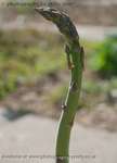 Asparagus