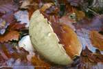 Beautiful Bolete