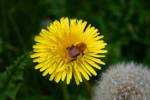 Bee Flowers