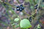 Black Nightshade