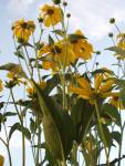 Black eyed Susans