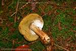 Bolete Belly