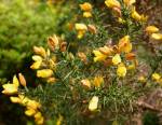 Bracken Flower