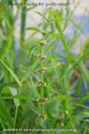 Bugle Weed