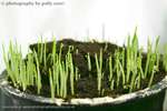 Cat Grass Water