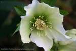 Christmas Rose