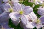 Clematis Stark