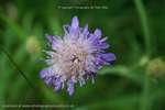 Clover Hairs