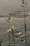 Cobweb Grass