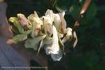 Corydalis Cava