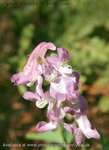 Corydalis Two