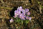 Crocus Bark