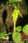 Cuckoo Pint