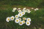 Daisy Chain