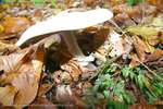 Destroying Angel