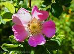 Dog Rose