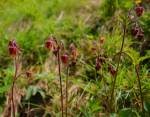 Droopy Bells