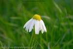 Droopy Daisy