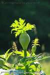 Early Hemlock
