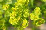 Euphorbia