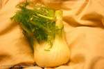 Fennel Bulb