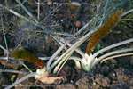 Fennel Emerge