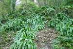 Ferns Aplenty