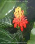 Flame Flowers