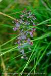 Flower Jewels