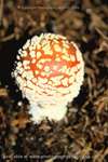 Fly Agaric Bobbles