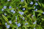 Forget Me Nots