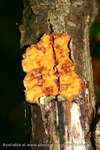 Fungi Splat