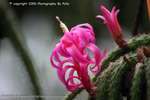 Furled Pink