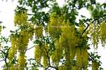 Hanging Laburnum