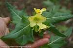 Henbane