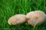 Inocybe