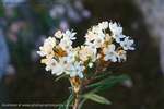 Labrador Tea