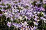 Lavender Fields