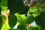 Leaf Ladder