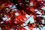 Maple Leaf