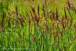 Maroon Grass