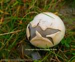 Meadow Puffball 3