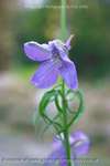 Monkshood