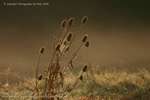 Morning Thistle