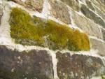 Moss Brick