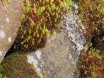 Moss Spores
