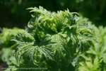 Motherwort Early