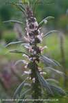 Motherwort Explosion